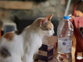 Kriticat-10