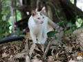 Kriticat-12