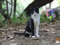 Kriticat-14