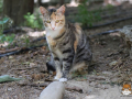 Kriticat-15