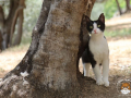 Kriticat-16