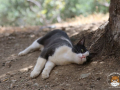 Kriticat-17
