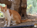 Kriticat-19