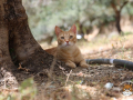 Kriticat-20