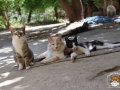 Kriticat-21