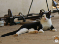Kriticat-23
