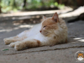 Kriticat-24