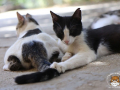 Kriticat-25