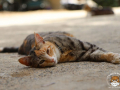 Kriticat-26