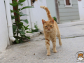 Katze-02