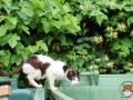 Katze-03