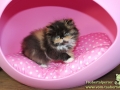 Peipod-Lola-Taubertalperser-01