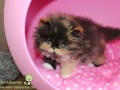 Peipod-Lola-Taubertalperser-02