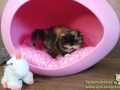 Peipod-Lola-Taubertalperser-03