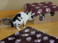 Pet-Center-9-Taubertalperser