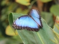 Blauer Morphofalter (Morpho peleides)