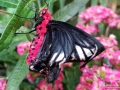 Atrophaneura semperi oder auch die Königin unter den Schmetterlingen