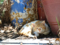 Katze-01