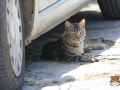 Katze-06