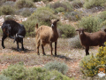 Kreta-16