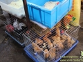 Shanghai-Taubertalperser-Heimtiermarkt-03