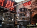 Shanghai-Taubertalperser-Heimtiermarkt-15
