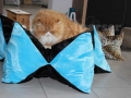 10_Sternenkissen