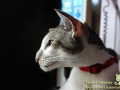 Tierisch_Crailsheim_Taubertalperser-10