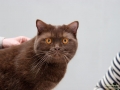 TIERisch-gut-Taubertalperser-BKH-choc