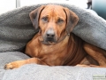 TIERisch-gut-Taubertalperser-Hund-02