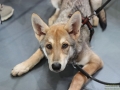 TIERisch-gut-Taubertalperser-Hund-03
