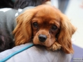 TIERisch-gut-Taubertalperser-Hund-04