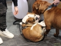 TIERisch-gut-Taubertalperser-Hund-05