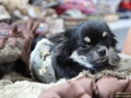 TIERisch-gut-Taubertalperser-Hund