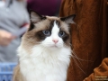 TIERisch-gut-Taubertalperser-Ragdoll-2