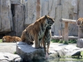 Shanghai-Taubertalperser-Animal-Tiger