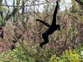 Shanghai-Taubertalperser-Gibbon