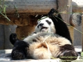 Shanghai-Taubertalperser-Panda-Plautze