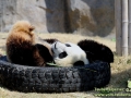 Shanghai-Taubertalperser-Pandas-01