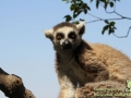 Shanghai-Wild-Animal-Park-Lemuren