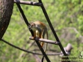 Shanghai-Wild-Animal-Park-Monkey