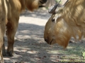 Shanghai-Wild-Animal-Park