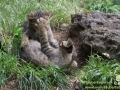 Wildpark-Bad-Mergentheim-Taubertalperser-27