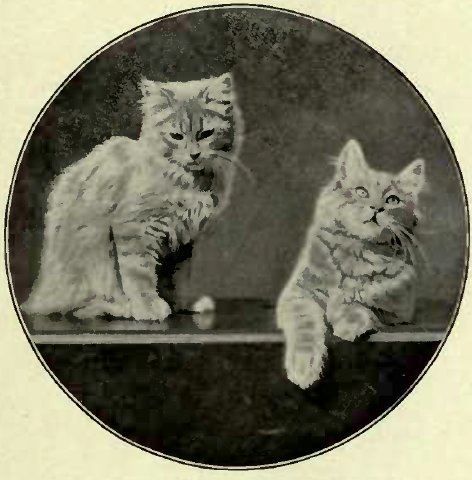 KITTENS BELONGING TO MISS BROMLEY