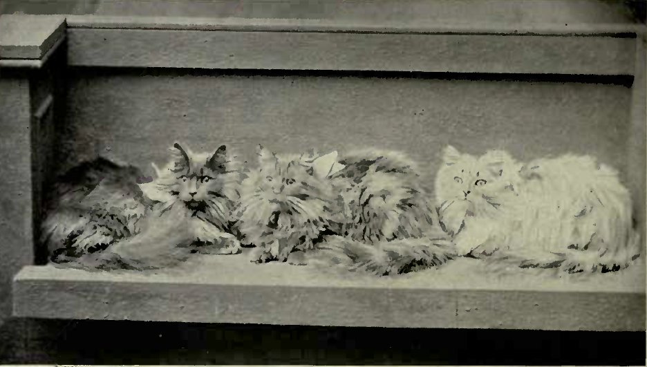 NEUTER PETS OWNED KY MRS. HASTINGS LEES. (Photo: The Royal Central Photo Co., Bournemouth.)