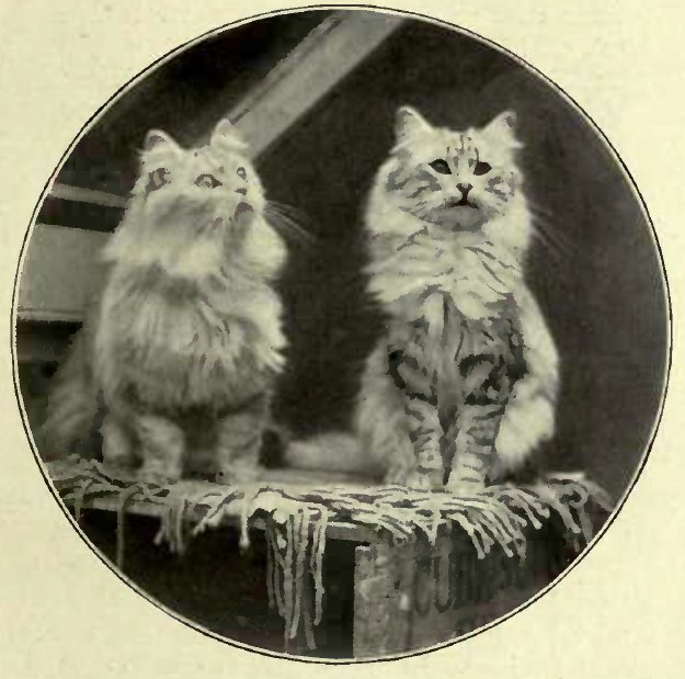 SILVER CATS BELONGING TO MRS. CLARK, OF ASHBRITTLE.
