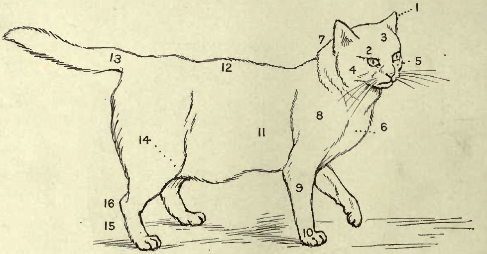 POINTS OF A CAT