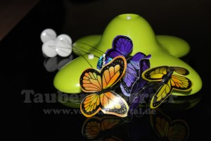 Funny Butterfly bei den Taubertalpersern