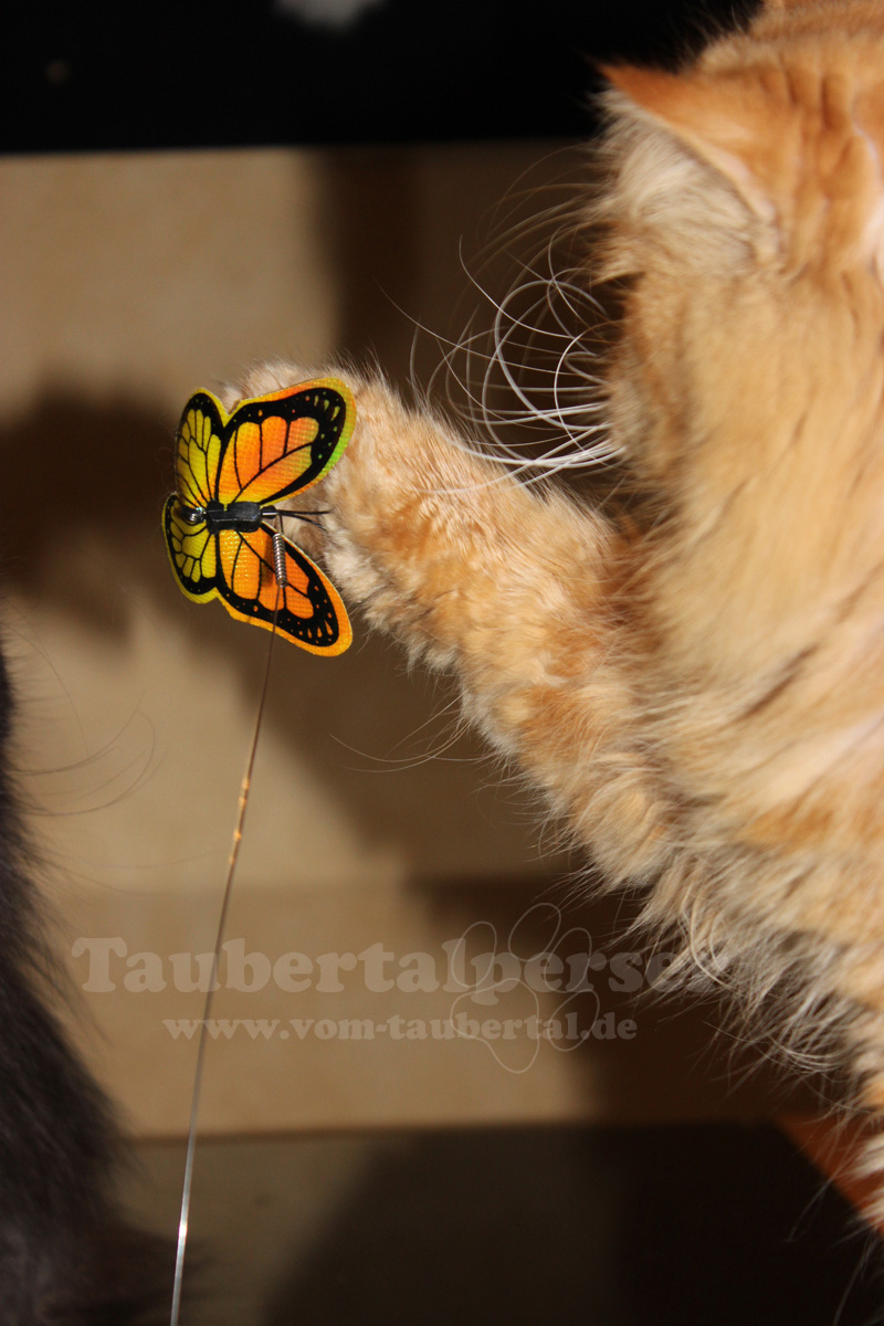 Katzenspielzeug Funny Butterfly zu TOP-Preisen