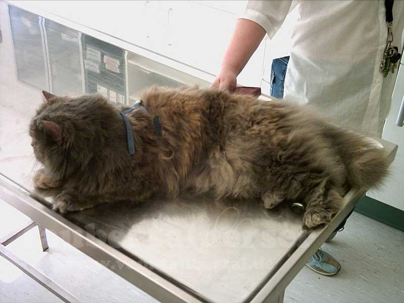 Was Katzen Senioren Zu Schaffen Macht Geliebte Katze Magazin